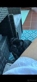 Liebevoller Hund sucht neues Zuhause