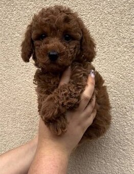 Bezaubernder Toypudel Oskar sucht ein Zuhause 🐩