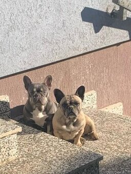 Französische Bulldoggen