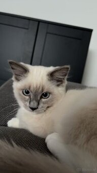2 Ragdoll-Kater (8 Monate) suchen zusammen ein zu Hause