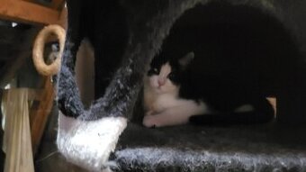Katzenbabys