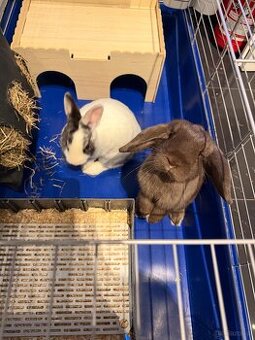 Hasen Hase Zwergkaninchen mit Käfig Kaninchen
