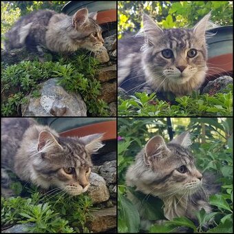 Maine Coon Kitten suchen Herzensplätze