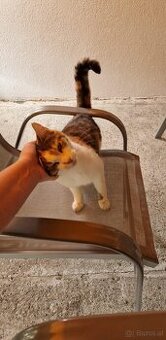 Liebevolle 10 Jährige Katze sucht ein Zuhause