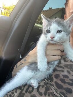 Baby Katzen