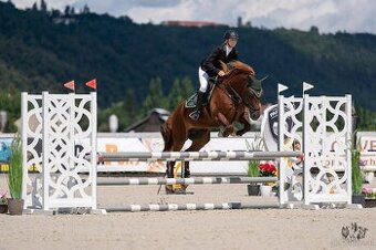 Charakterstarke Welsh-Cob-Stute
