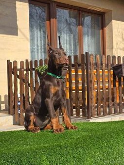 Doberman welpen mit PP - fci hunde