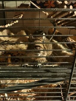 2 süsse Degus 9 Monate alt mit Käfig zu vergeben