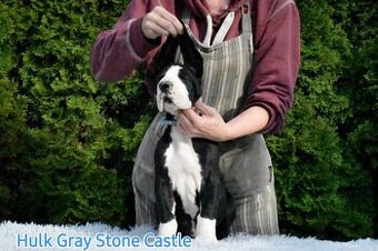 Deutsche Dogge mit Stammbaum