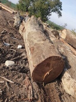 Subfossile Eichenstämme - Mooreiche