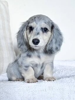 Wunderschöne Dackelwelpen