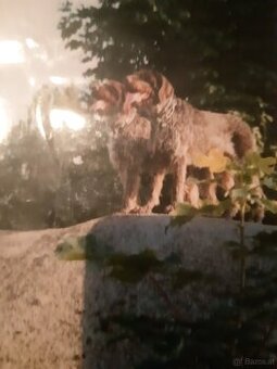 SUCHE DEUTSCH DRAHTHAAR RÜDE