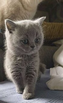 Bkh Kitten