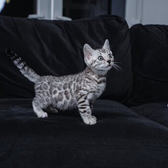 TICA-registrierte Bengalkätzchen abzugeben