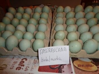 Ameraucana Bruteier