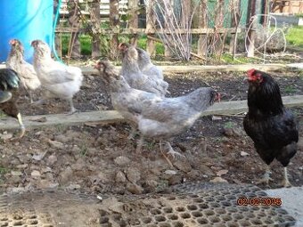 Araucana Bruteier