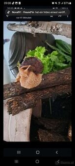 Achatschnecken