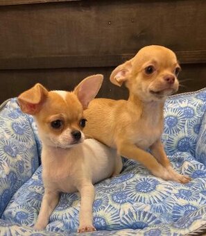 Apfelköpfige Chihuahuas abzugeben.