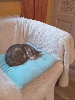 Katzen Madchen zu vergeben