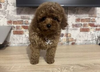 Traumhafter Mini-Toy-Pudel Welpe sucht sein Glück 🐩✨