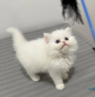 Reinweißes Perserkätzchen