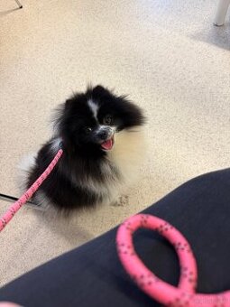 Pomeranian Zwergspitz Hündin 3 Jahre alt mit Stammbaum