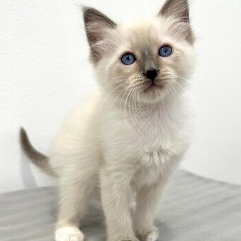 Zwei Balinesenkätzchen zu verkaufen