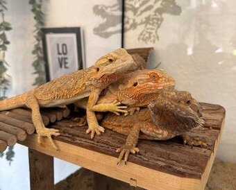 Bartagame Weiblich