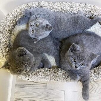 Britisch shorthair--BKH Kitten