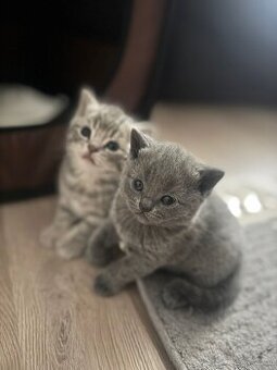BKH BABYS