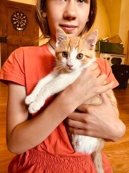 Katze