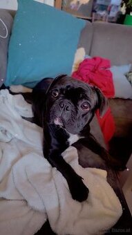 Französische Bulldogge