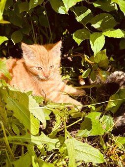 Katze