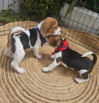 Süße Beagle-Welpen abzugeben.