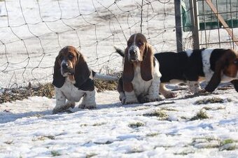 Basset hound