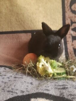 Zwergkaninchen Baby zu vergeben