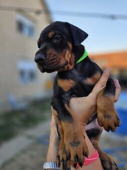 Dobermann Welpen mit FCI-Ahnentafel - 1