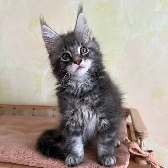 Gesunde Maine-Coon-Kätzchen