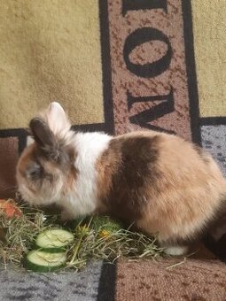 Löwenkopf Kaninchen kastriert