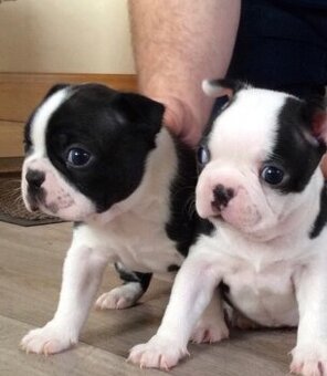 Gesunde Boston-Terrier-Welpen abzugeben.