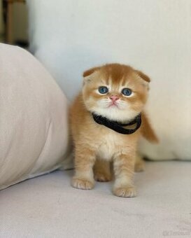 Reinrassige Scottish-Fold-Kätzchen