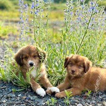 Nova Scotia Duck Tolling Retriever 3/4