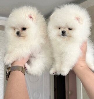 Wunderschöne Pomeranian-Welpen abzugeben.