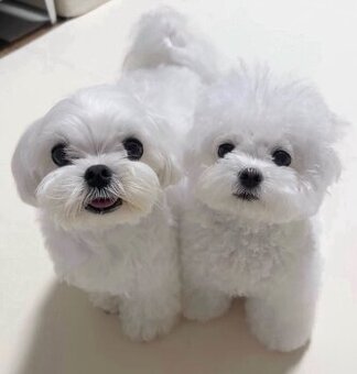 Zwei Malteserwelpen abzugeben.