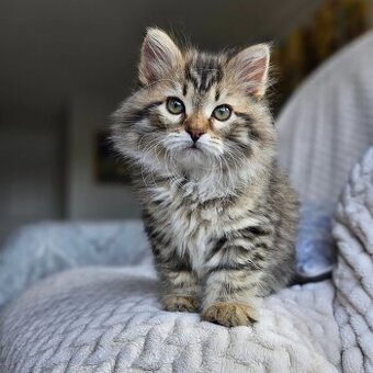 Sibirische Kätzchen zu verkaufen