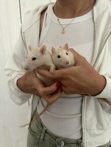 Zwei Ratten suchen liebevolles Zuhause