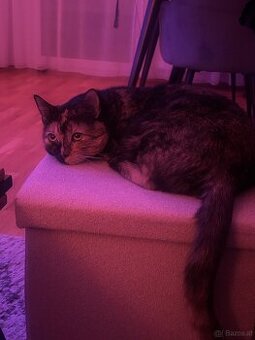 Lilli – kleine Quasselstrippe sucht liebevolles Zuhause 🐱