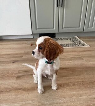 Männlicher Cavalier King Charles Welpe.