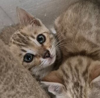 Bengalkitten , katzen mit Stammbaum