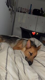Hund
